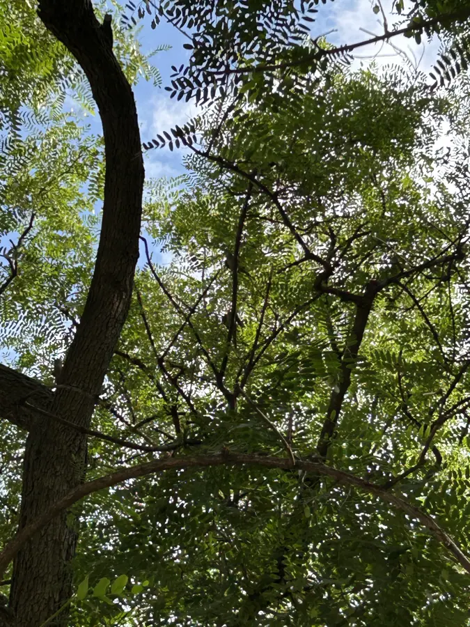 las copas de los plátanos vistas desde abajo contra un cielo azul